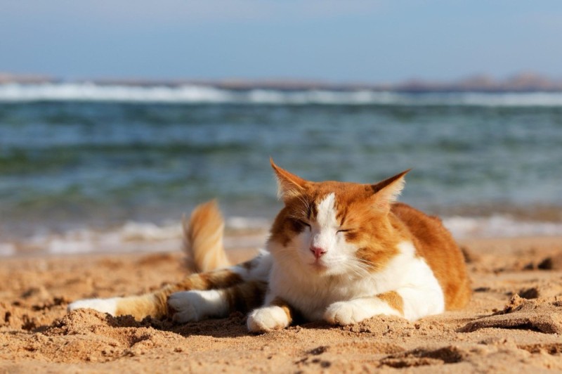 Create meme: cat bridge, cat of the sea, cat on the beach