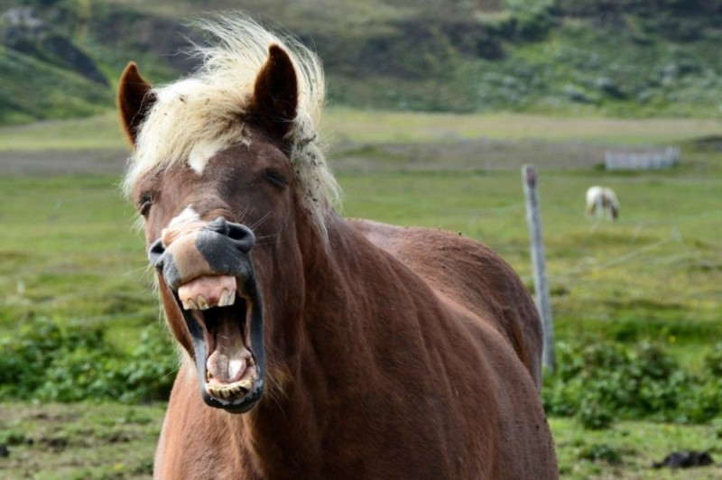 Создать мем: лошадь морда, злая лошадь, лошадь улыбка