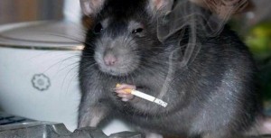 Create meme: rats, rat with cigarette meme, a rat with a cigarette