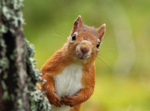 Create meme: squirrel, red squirrel