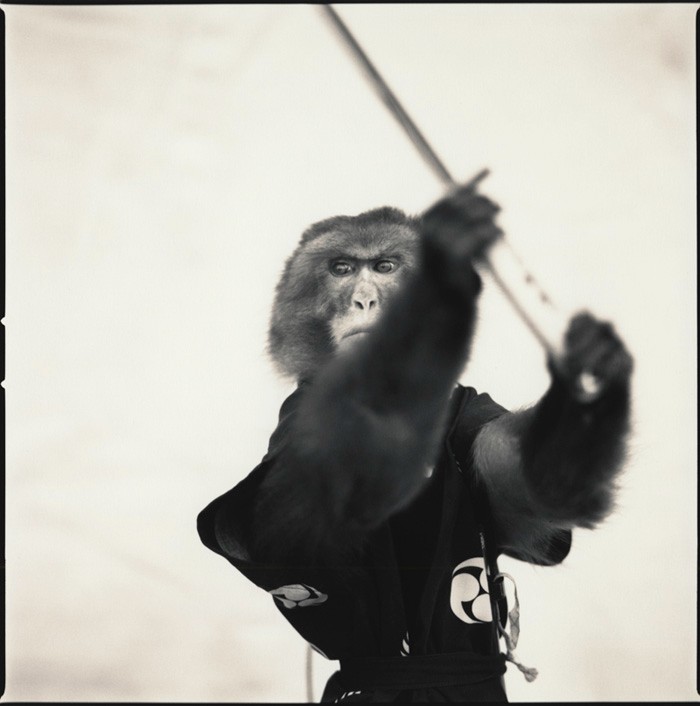 Create meme: monkey with a sword, a monkey with a stick, a chimpanzee with a tool