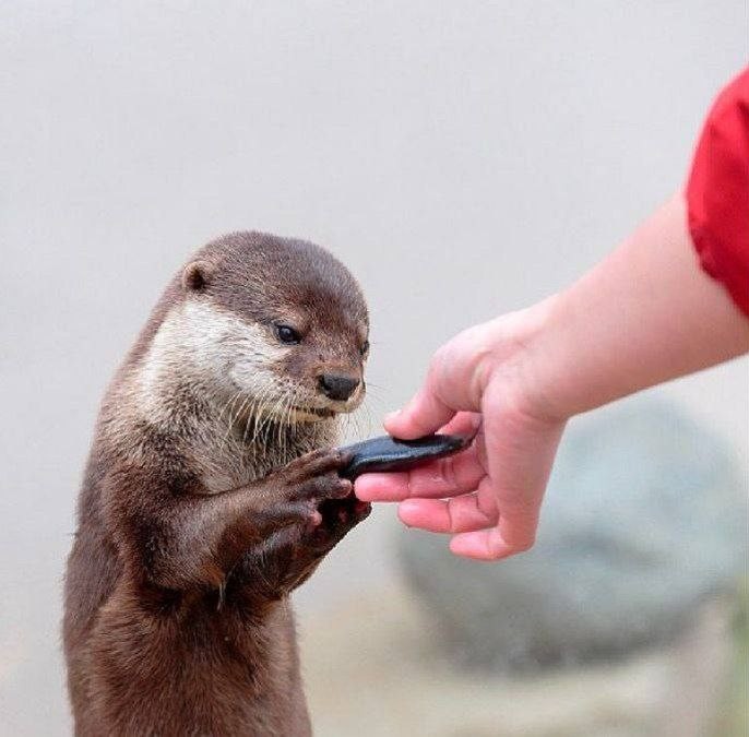 Create meme: otter , a baby otter, river otter