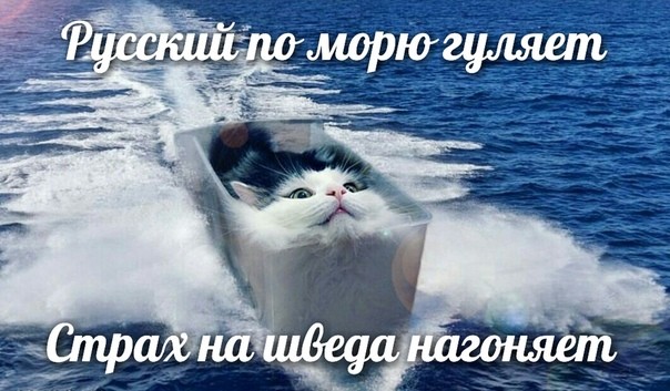 Создать мем &amp;amp;quot;коты смешные, котик, котики приколы&amp;amp;quot; - Картинки -  Meme-arsenal.com