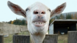 Create meme: a goat without horns, goat, the nose of the goat