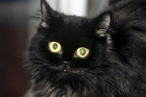 Создать мем: черная пушистая кошка, Чёрная кошка, картинки черных котов
