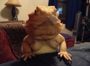 Create meme: reptile, meme boss, bearded dragon