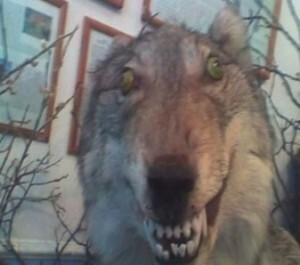 Create meme: demented wolves, the stuffed wolf is funny, The wolf is stuffed