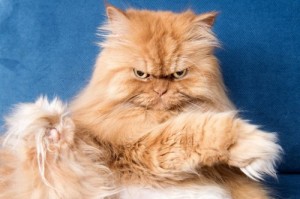 Create meme: angry cat, meme cat, Persian cat