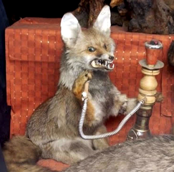 Create meme: smoke hookah , a stoned fox with a hookah, smoky hookah