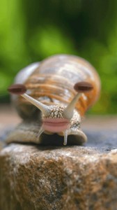 Create meme: snail