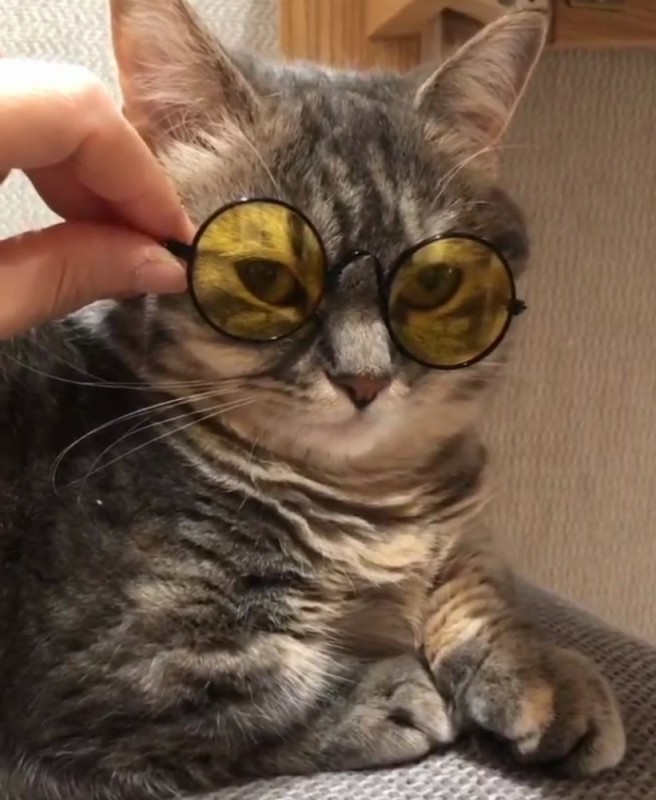 Create meme: cat glasses, A smart cat with glasses, glasses for cats