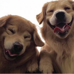 Создать мем: золотистый ретривер рисунок морда, голден ретривер и бигль, щенок золотистого ретривера улыбается