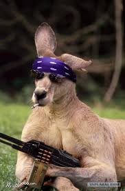 Create meme: kangaroo meme , funny kangaroo, kangaroo funny