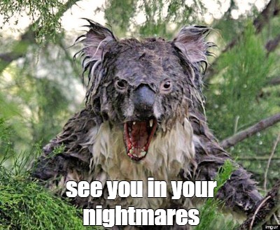 scary koala meme