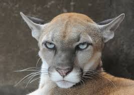Create meme: puma concolor, Puma caracal, Cougar animal