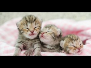 Create meme: kittens are little, cute kittens, newborn kittens