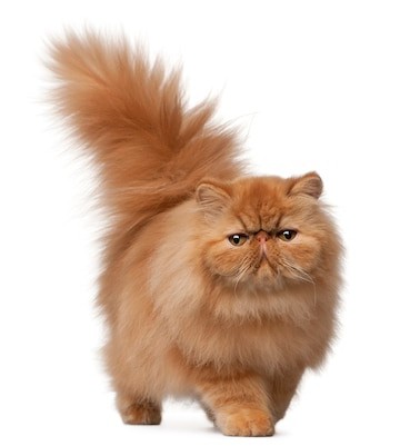 Create meme: Persian cat , exotic long-haired redhead, Persian cat 