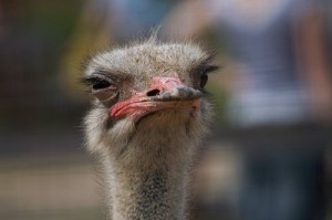 Создать мем: злой страус, ostrich, страус