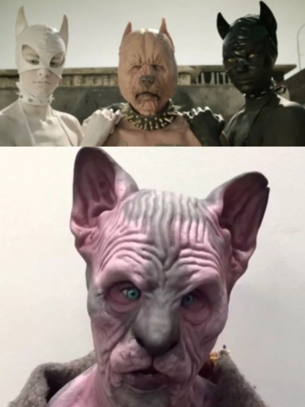 Create meme: bald cats, bald cat Sphinx, Sphinx cat