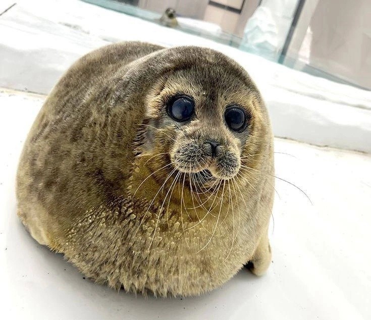 Create meme: The Baltic seal is tiny, seal seal, baby seal