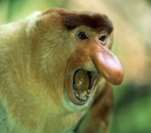 Создать мем: самые необычные животные, мем обезьяна, носатый