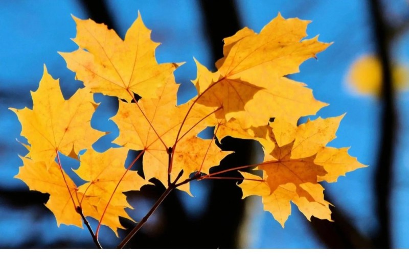 Create meme: maple holly leaf autumn, autumn leaf, autumn maple