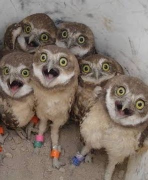 Create meme: the owl is in shock, funny owls, funny owlets