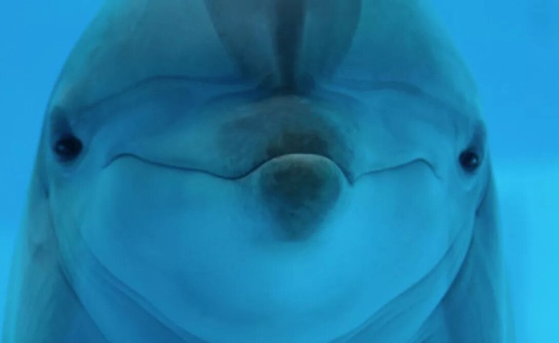 Create meme: And dolphins, dolphin's muzzle, The dolphin's face