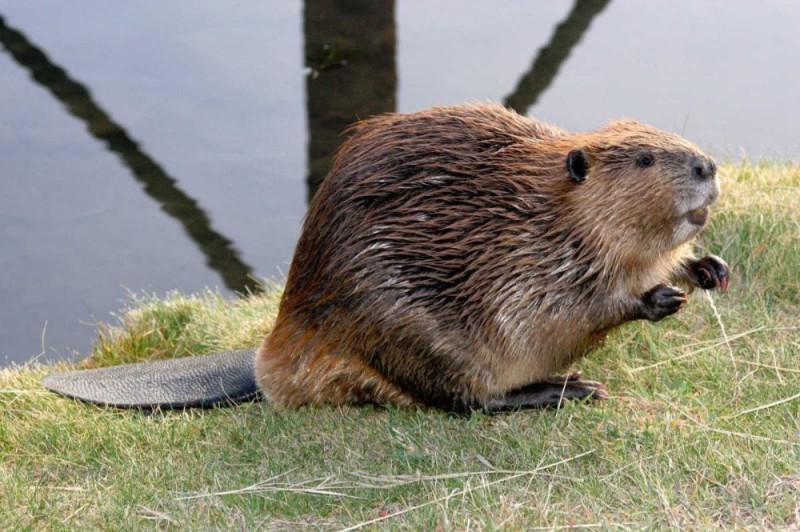 Create meme: beaver , canadian beaver, beaver 