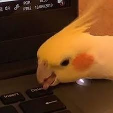 Create meme: poppy, meme with a parrot and keyboard, parrot delete