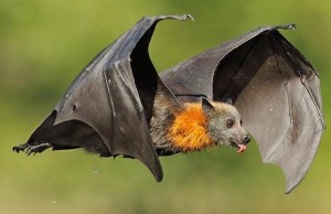 Create meme: big bat, flying dog, bat