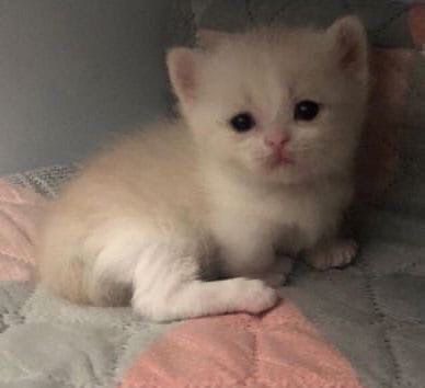 Create meme: cute kittens, British Shorthair kittens, adorable kittens