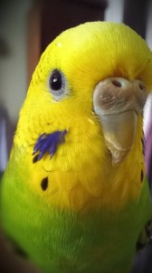 Create meme: parrots, budgie, wavy parrot