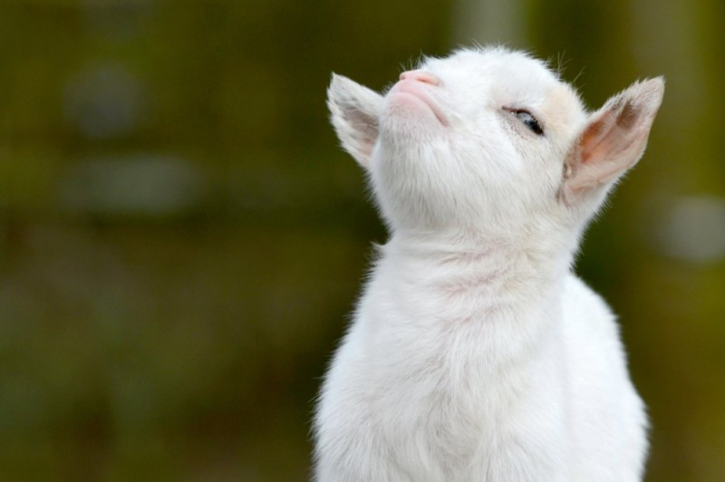 Create meme: honey goat, cute goat, little goat