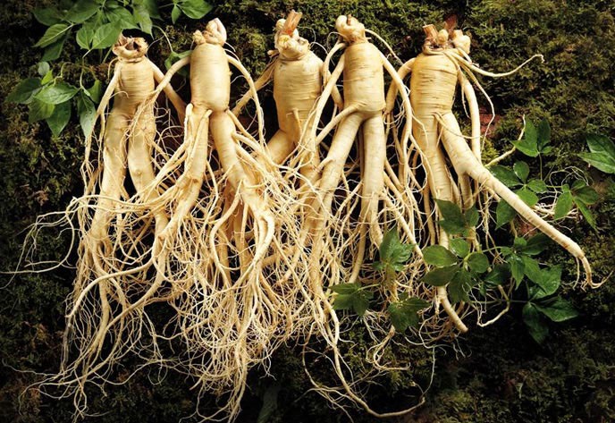 Create meme: ginseng root, ginseng, ginseng