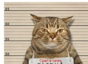 Создать мем: ответ, cat, a cat