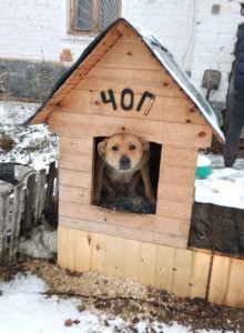 Create meme: kennel, a dog in a kennel on a chain, a dog looks out of the booth