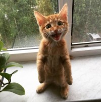 Create meme: kitty, cat, ginger kitten