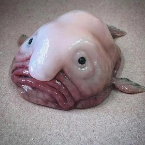 Создать мем: необычная рыба, необычные морские существа, психролютовые рыба капля