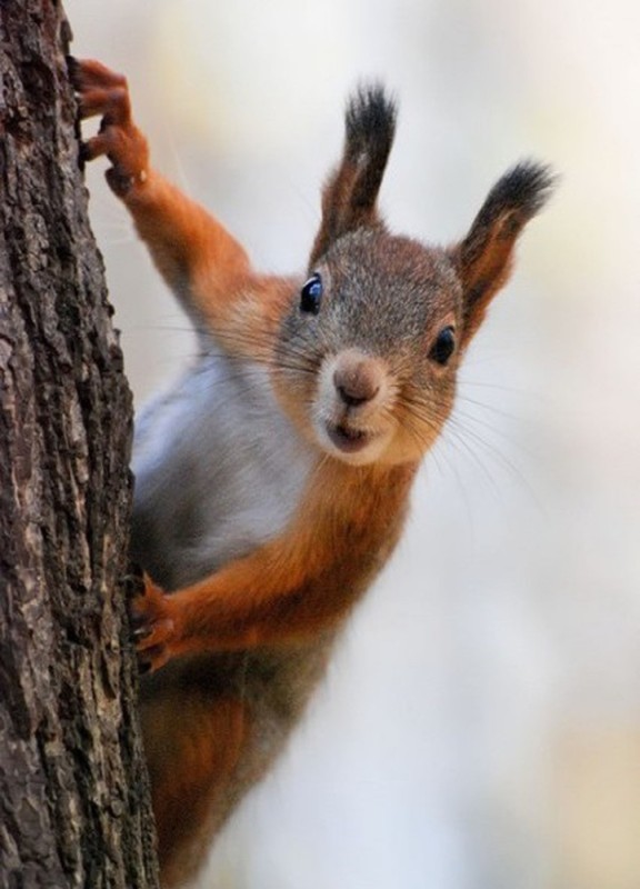 Create meme: protein , rabid squirrel, common squirrel