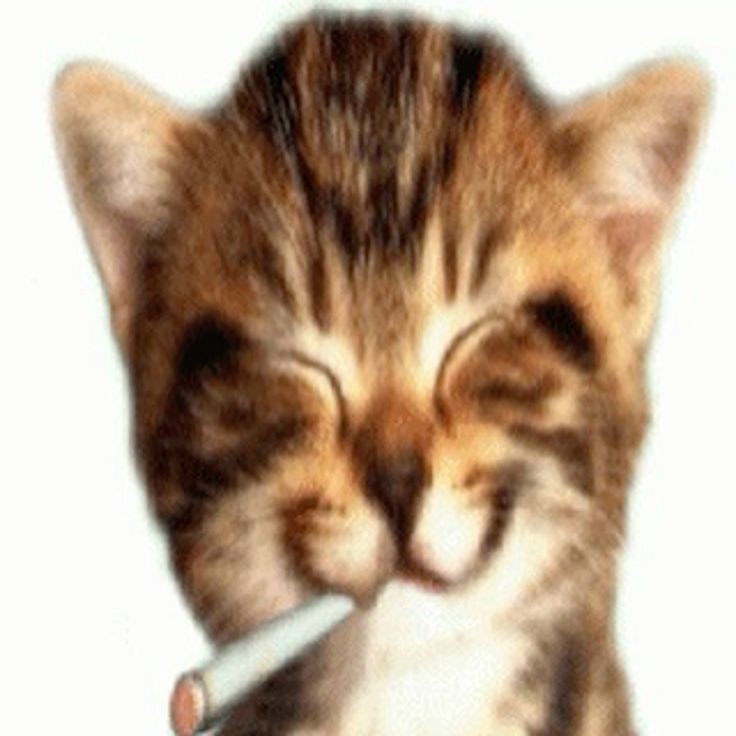 Create meme: the kitten is cheerful, silly cat , cat 