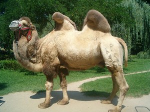 Create meme: moscow zoo camel, two-humped camel at the zoo, Bactrian camel