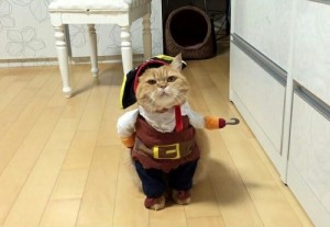 Create meme: pirate costume, pirates, the cat with the hook