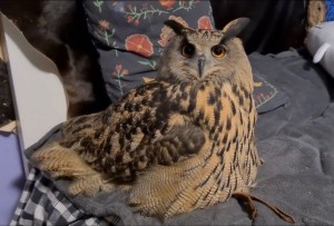 Create meme: bird owl