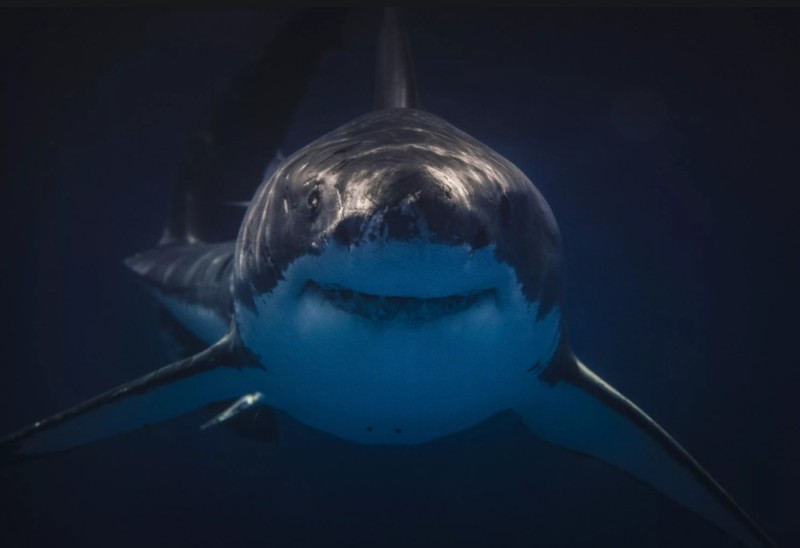 Create meme: shark , great white shark , beautiful sharks