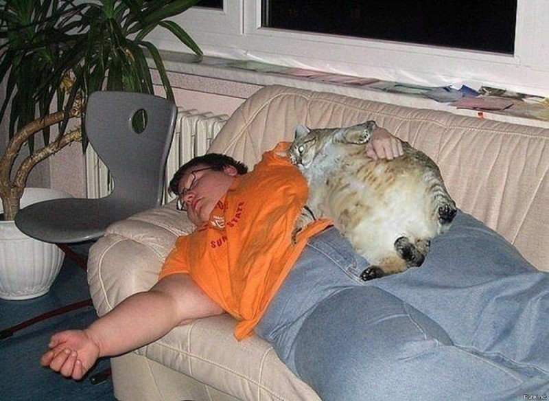 Создать мем: очень толстые коты, толстые коты, спящий толстый кот