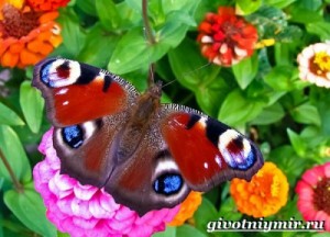 Создать мем: бабочка, павлиний глаз дневной, насекомые