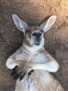 Create meme: animal, selfie animals, kangaroo
