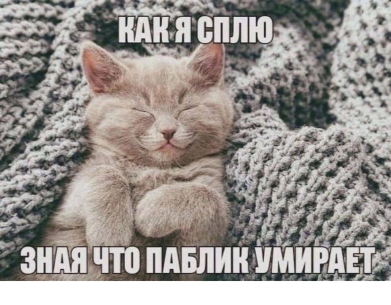 Создать мем: животные коты, животные милые, спящий котик
