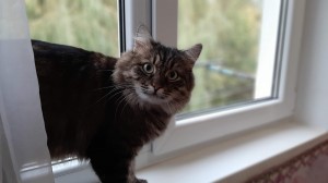Create meme: windowsill, cat, cat Maine Coon